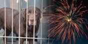 My strzelamy dla zabawy, one cierpi�. Fajerwerki s� ogromnym stresem dla zwierz�t - zobacz film