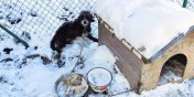 Polsk� zalewa fala silnych mroz�w. Wesprzyj patrol Animals�w