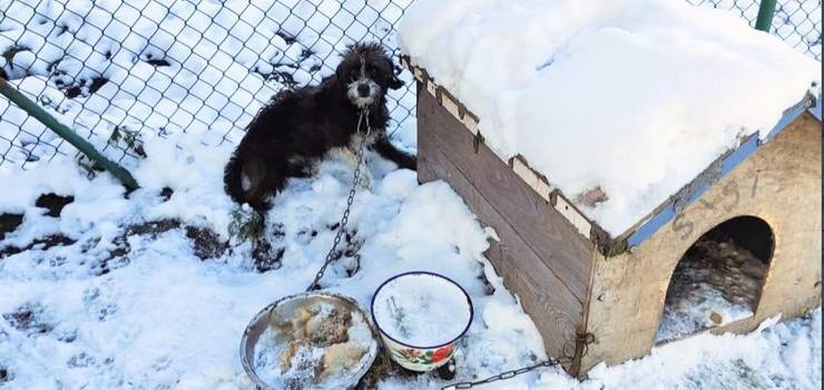 Polskę zalewa fala silnych mrozów. Wesprzyj patrol Animalsów