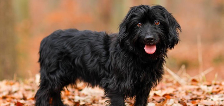 Iwo - niezrozumiany i porzucony