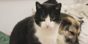 S�odki Oreo z domu tymczasowego poleca si� do adopcji