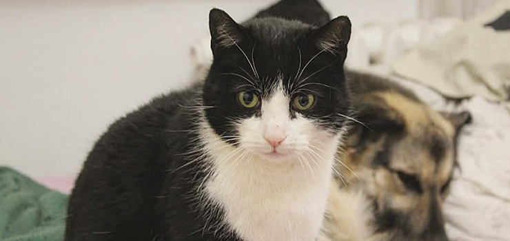 Słodki Oreo z domu tymczasowego poleca się do adopcji