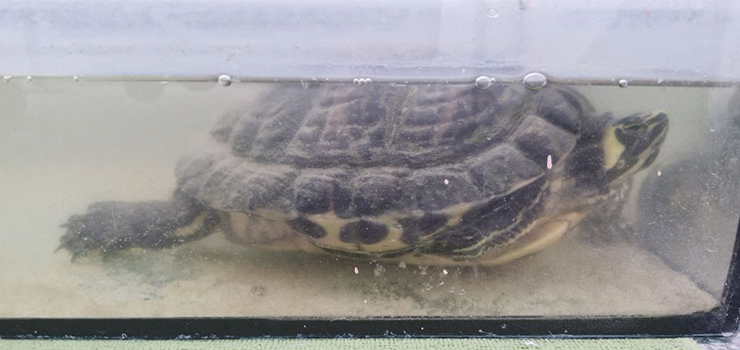 ��w przetrzymywany na klatce schodowej