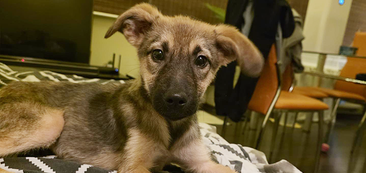 By�a wyg�odzona, teraz dochodzi do siebie. Lady szuka domu