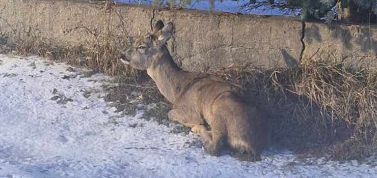 Nietypowe zg�oszenie dotycz�ce rannej sarny