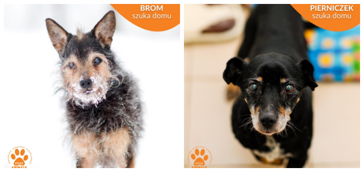 Czy te dwa dziadeczki naprawd� kto� z premedytacj� wyrzuci� na mr�z?