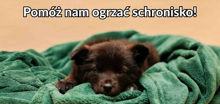 Pomóż ogrzać schronisko! Obecnie w elbląskim schronisku przebywają 143 psy i 133 koty