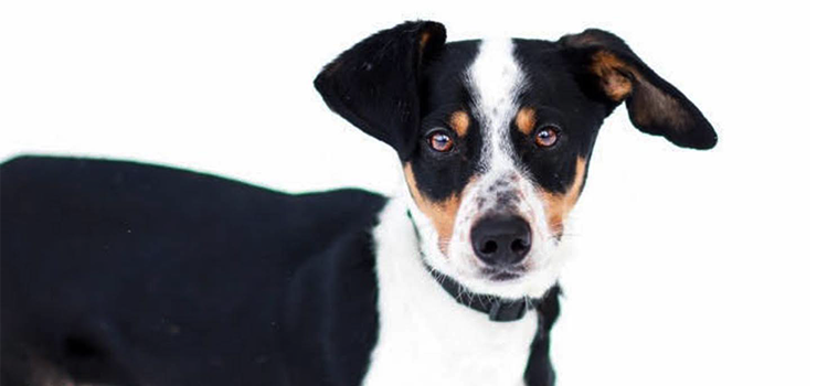 Kokos - uroczy młodziak szuka domu!