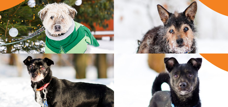 Trwa akcja mrozy! Na czym polega bycie domem tymczasowym?