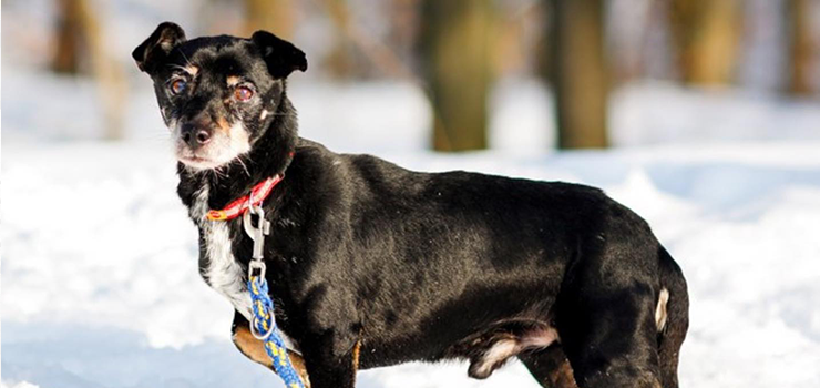 Malutki, kruchy Pierniczek 