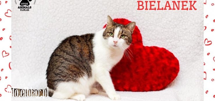 Dzi� obchodzimy Mi�dzynarodowy Dzie� Kota