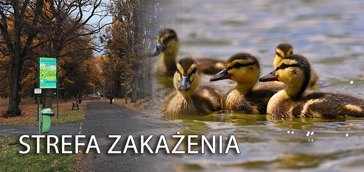 Ptasia grypa w Elbl�gu. W mie�cie wprowadzono stref� zaka�enia!