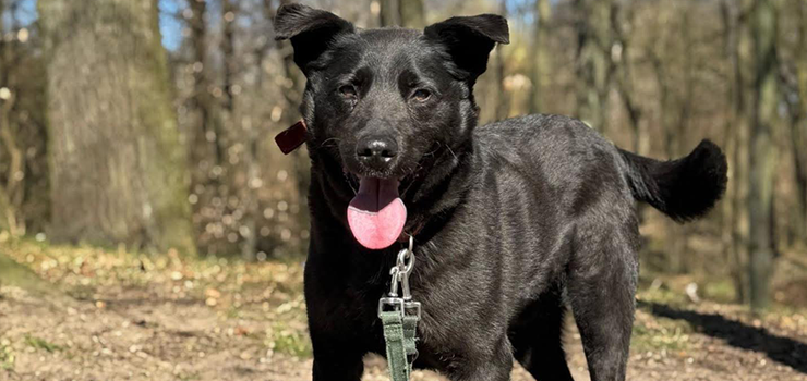 Lord - tak cudowny, a stoi w cieniu