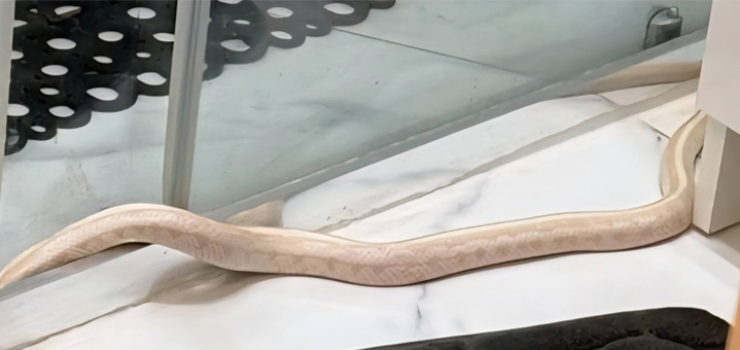 Metrowy w�� nadal na wolno�ci. Do mieszka�c�w trafi�y ulotki ostrzegawcze