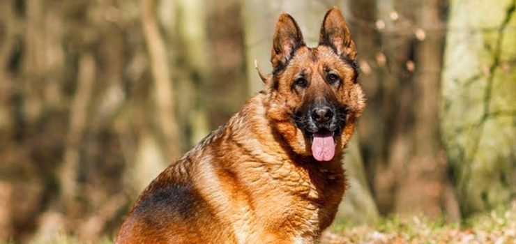 Szajen - harmonia, spok�j i gracja