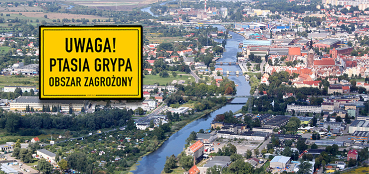 Kolejne ognisko ptasiej grypy w Elblągu! Ponad 20 martwych jastrzębi i myszołowów