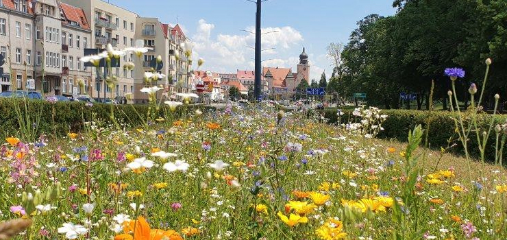  Dla zieleni i dla wody – startuje Zielony Bud�et 2026