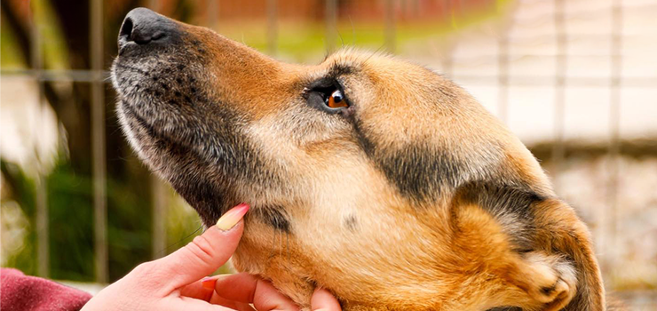 Pom� nam zabezpieczy� psiaki przed kleszczami