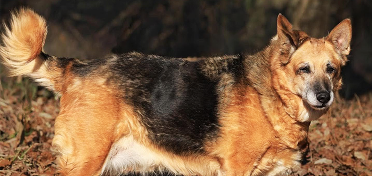 Czy staruszka Luna ma jeszcze szansę na szczęście?