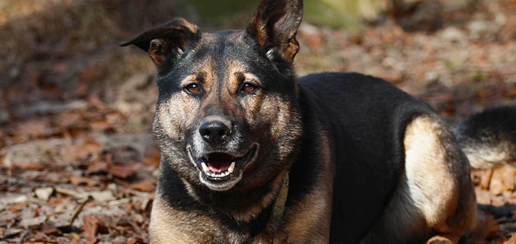 Te uszy, to bystre spojrzenie…PAT. Jakim cudem wci�� jest w schronisku?