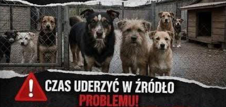 Nie rozmna�aj, nie mn� nieszcz��! Kastracja i chipowanie – TERAZ!