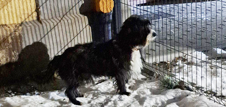 Zagin�� pies - kundelek - wiek oko�o roku