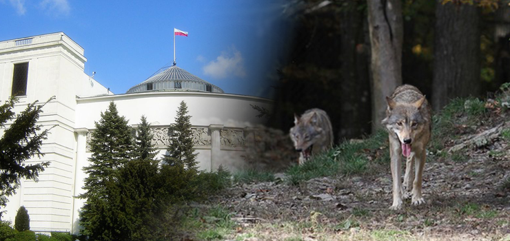 Wilki to coraz poważniejszy problem w regionie? Posłanka alarmuje, ministerstwo uspokaja