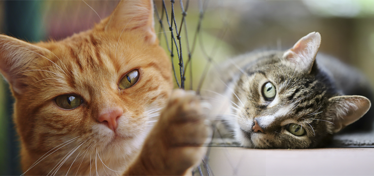 Czyż nie są urocze? Koty z elbląskiego schroniska - nasz materiał filmowy