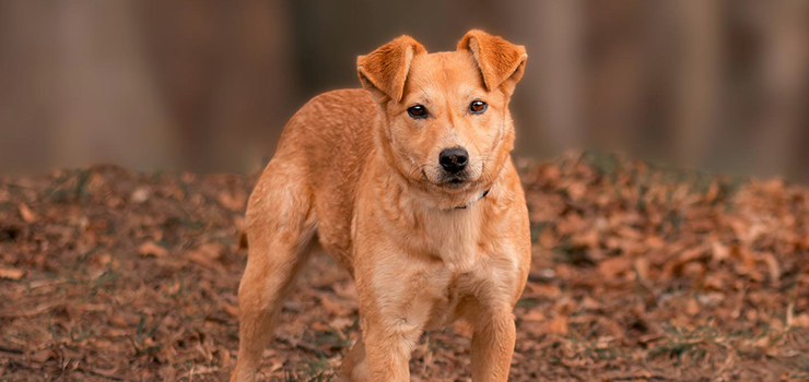 Pokochaj s�odk� Lott�!