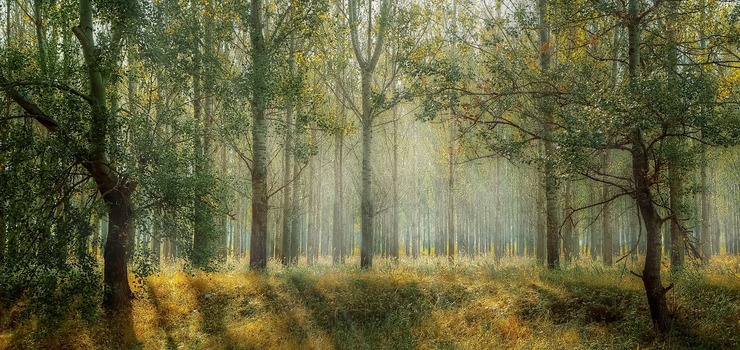 Nadleśnictwo Elbląg zaprasza na spotkanie. Powstanie plan urządzenia lasu