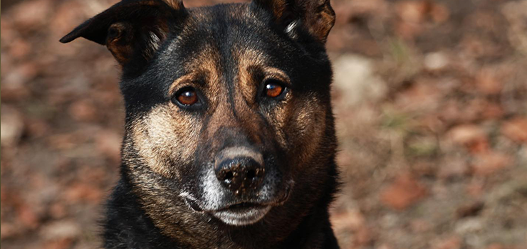 Belami, Rio, Bim, Pat oraz 120 innych psiak�w, czeka w naszym schronisku na nowe, kochaj�ce domy!