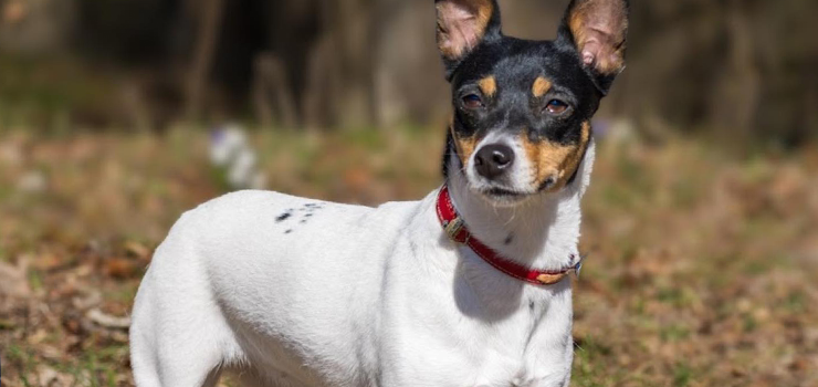 Brydzia wniesie do Twojego �ycia mn�stwo s�o�ca!