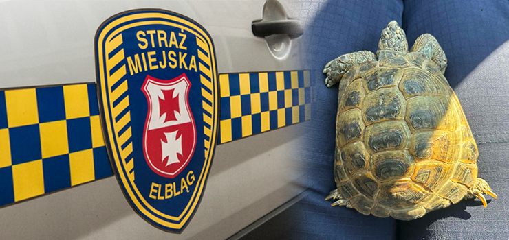  ��w uciekinier wraca do domu 