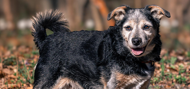 Staruszek Kmicic szuka domu
