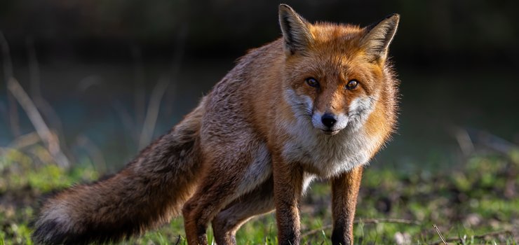 Lisy i borsuki coraz częściej odwiedzają miasto. Sami potęgujemy dziki problem Elbląga?