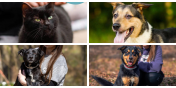 Nie kupuj - adoptuj!