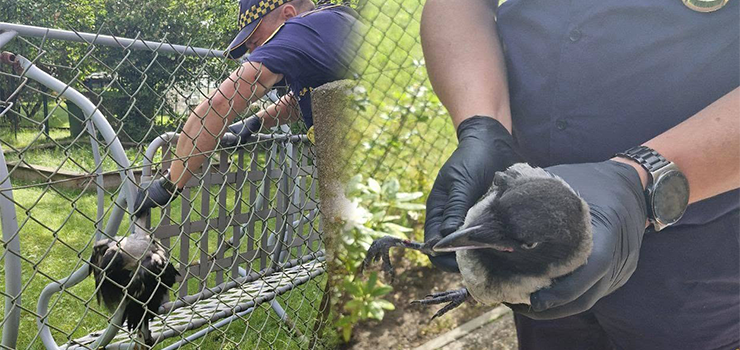 Strażnicy pomogli rannemu ptakowi