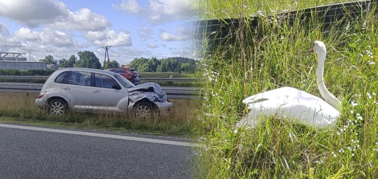 Powodem kolizji na S7 był łabędź