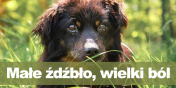 Małe źdźbło, wielki problem – letnie zagrożenie dla zwierząt! Małe źdźbło, wielki problem – letnie zagrożenie dla zwierząt!