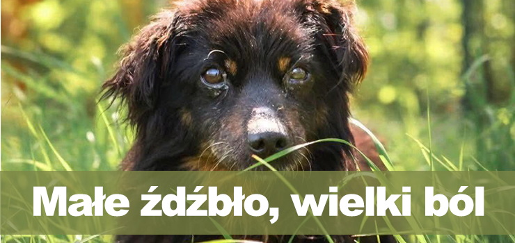 Ma�e �d�b�o, wielki problem – letnie zagro�enie dla zwierz�t!