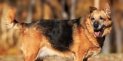 Luna - czy do ko�ca swoich dni ma pozosta� w schronisku?