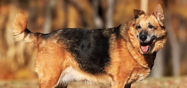 Luna - czy do końca swoich dni ma pozostać w schronisku?