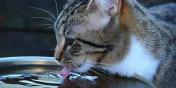 Chro� zwierz�ta w upa�y! 
