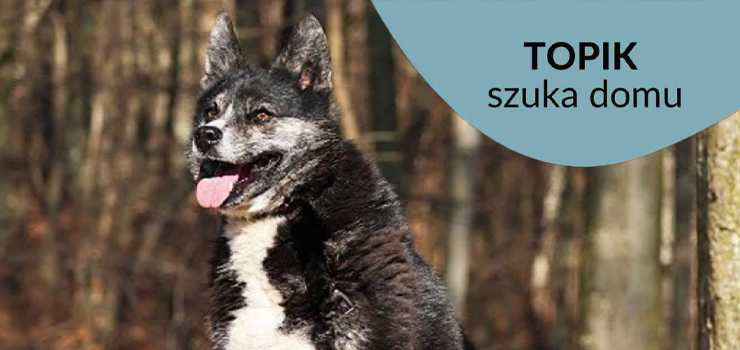 Topik - przepi�kny psiak w typie �ajki 