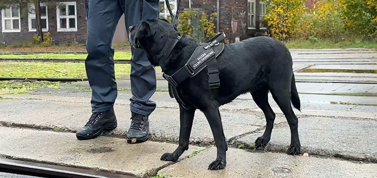 Zespoły kynologiczne z KAS i Policji doskonaliły umiejętności z wykorzystaniem infrastruktury kolejowej