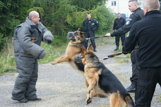 Czworononi funkcjonariusze w elblskiej policji