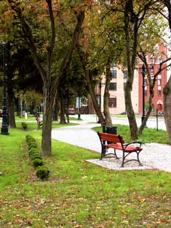 Kradn drzewka