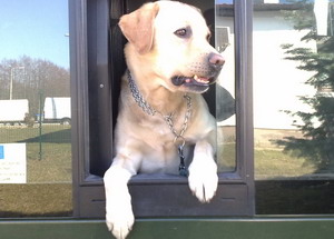 Biszkoptowy labrador wykry narkotyki