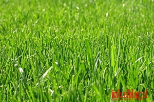 Nie zawsze trawa u ssiada jest bardziej zielona