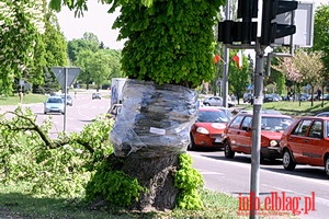 Uratować elbląskie kasztany przed szrotówkiem